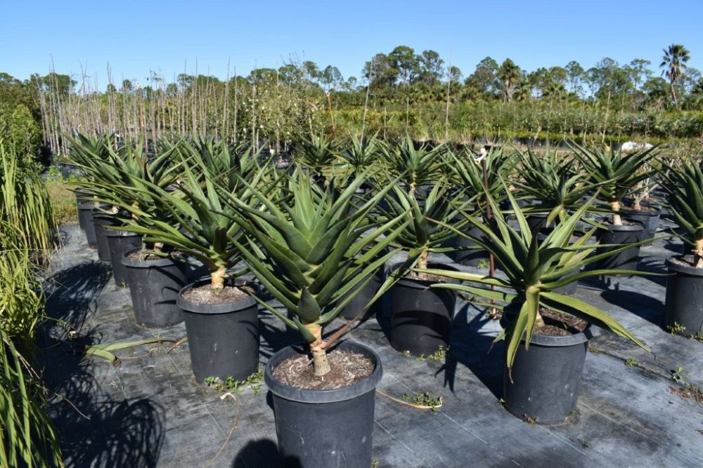 aloe-barberae-x-dichotoma-hercules