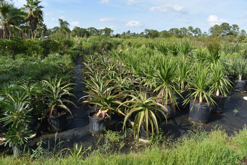 aloe-barberae-x-vaombe-goliath