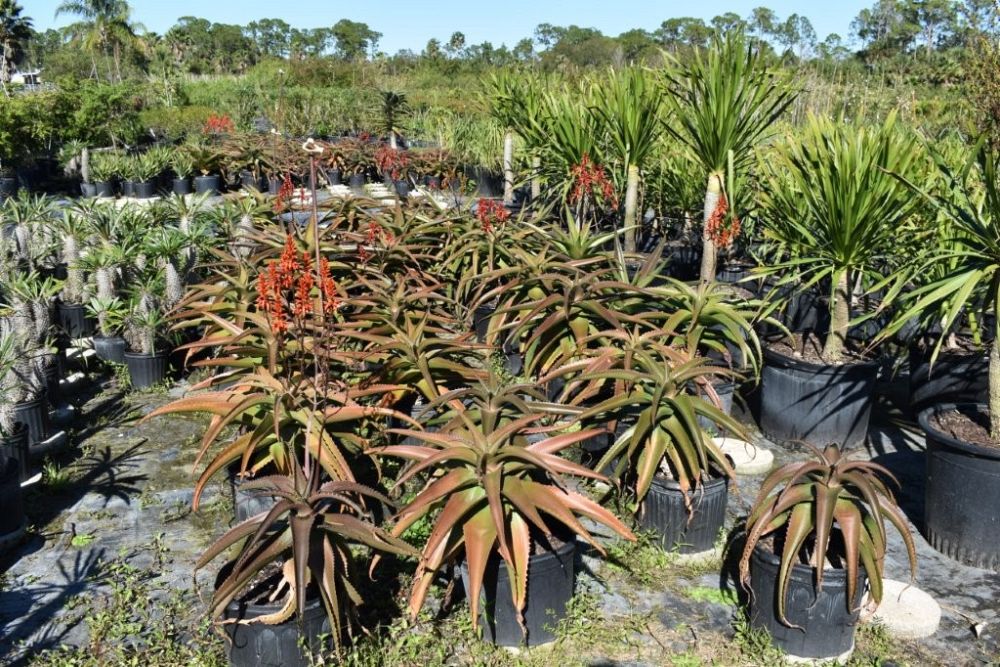 aloe-barberae-x-vaombe-goliath