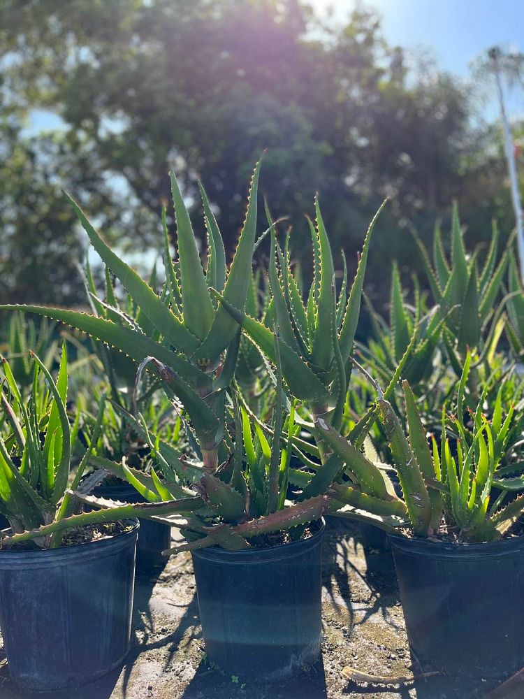 aloe-cilaris-tidmarshii-climbing-aloe