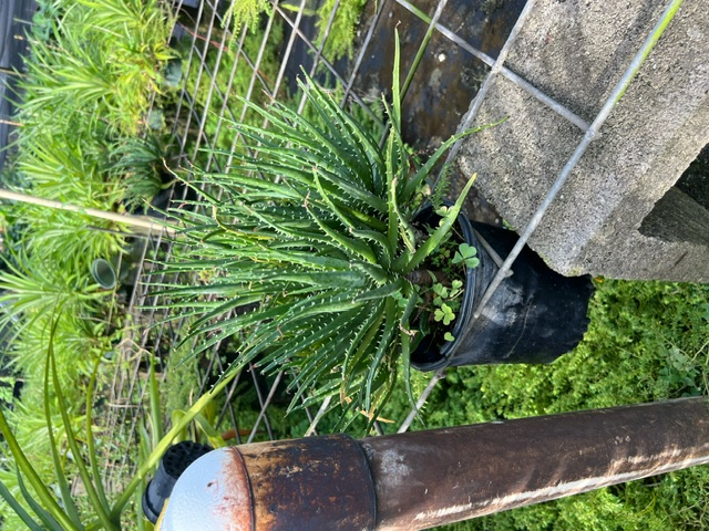 aloe-humilis-echinata-aloe-hedgehog