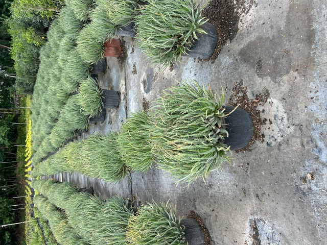 aloe-humilis-echinata-aloe-hedgehog