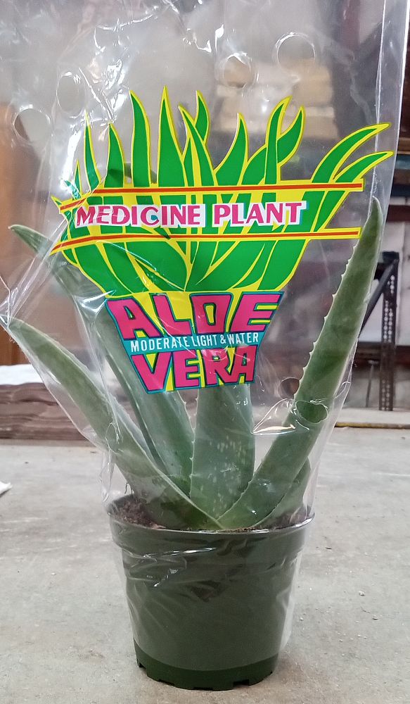 aloe-vera-medicinal-aloe