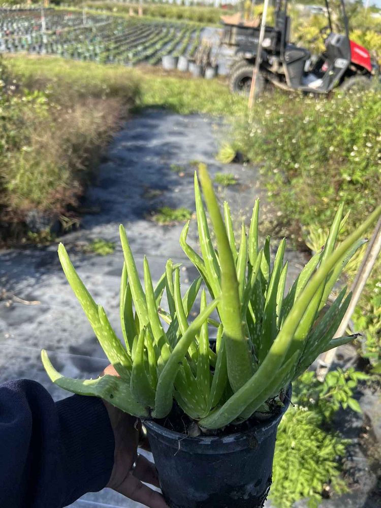 aloe-vera-medicinal-aloe