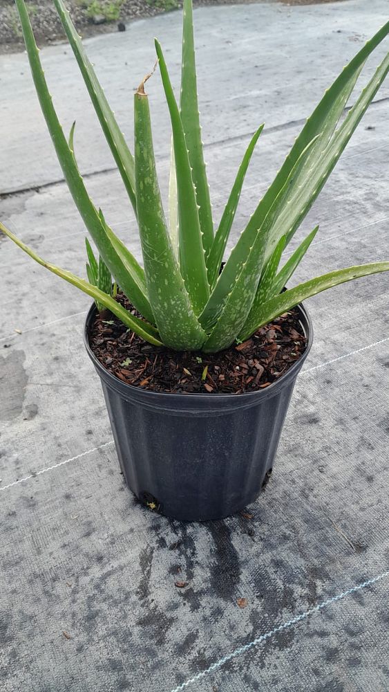 aloe-vera-medicinal-aloe