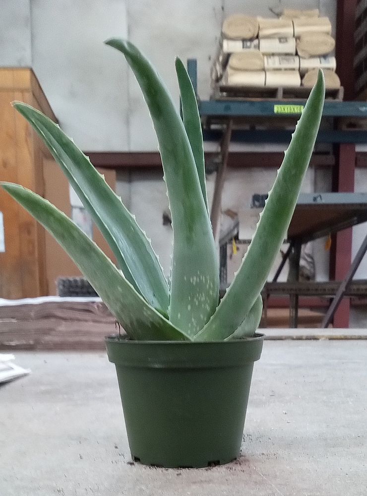 aloe-vera-medicinal-aloe