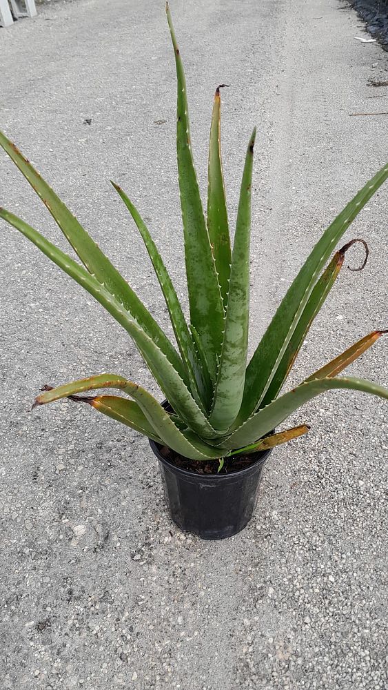 aloe-vera-medicinal-aloe