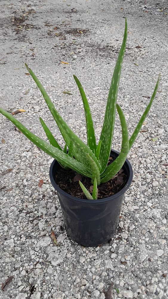 aloe-vera-medicinal-aloe