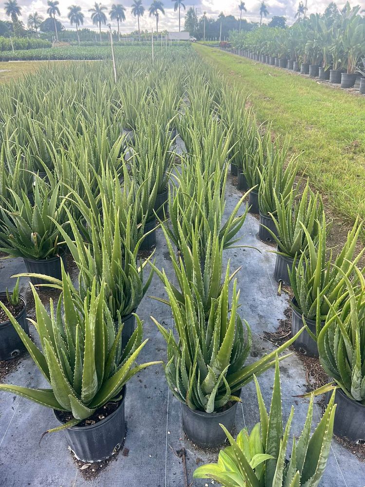 aloe-vera-medicinal-aloe