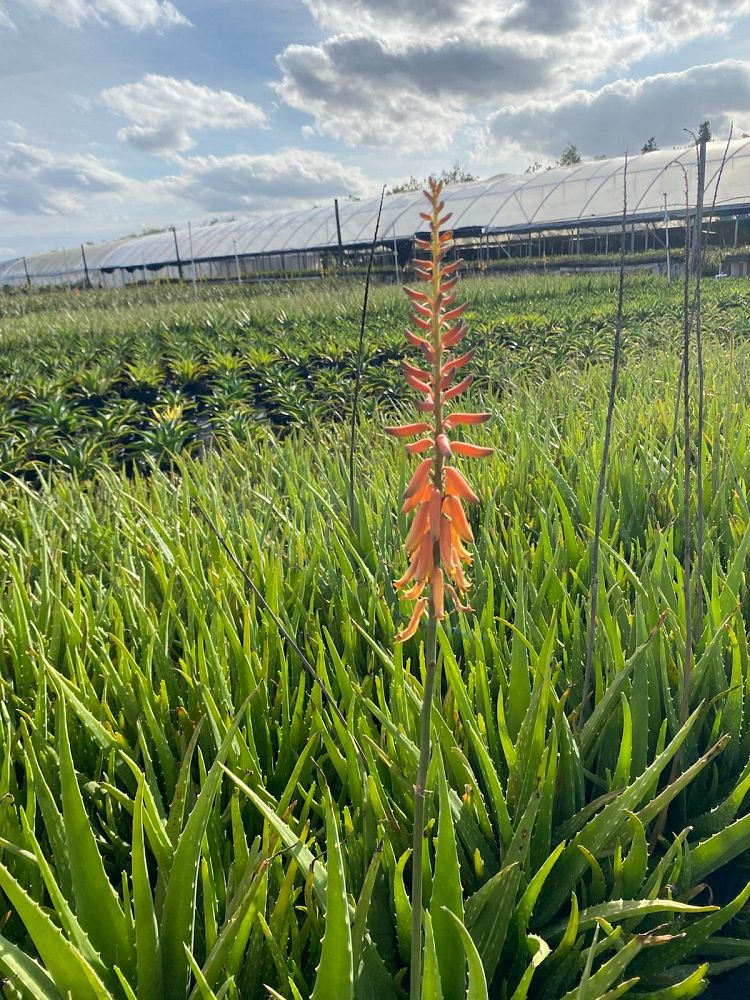 aloe-vera-medicinal-aloe