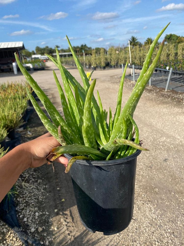 aloe-vera-medicinal-aloe