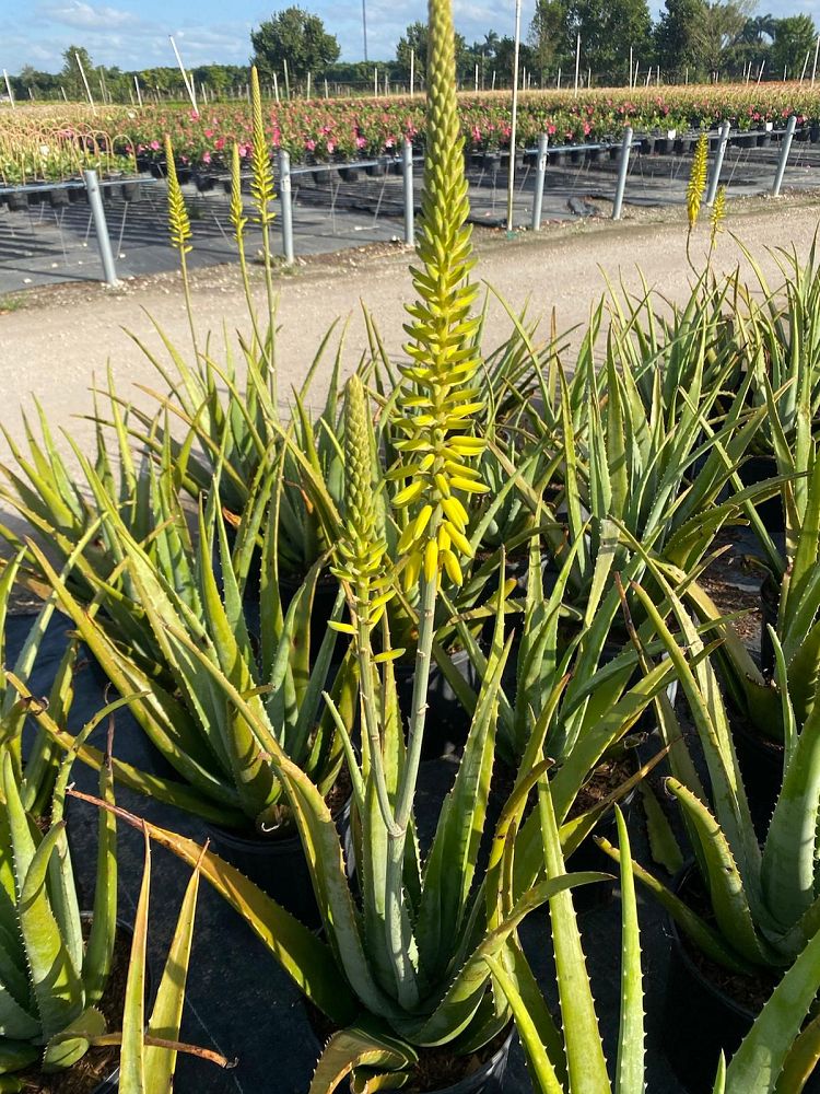 aloe-vera-medicinal-aloe