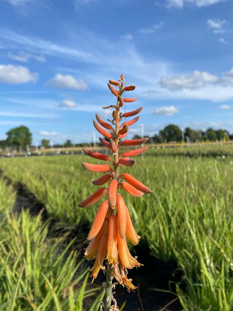 aloe-vera-medicinal-aloe