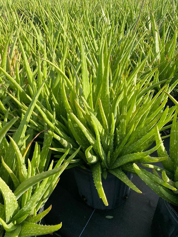 aloe-vera-medicinal-aloe