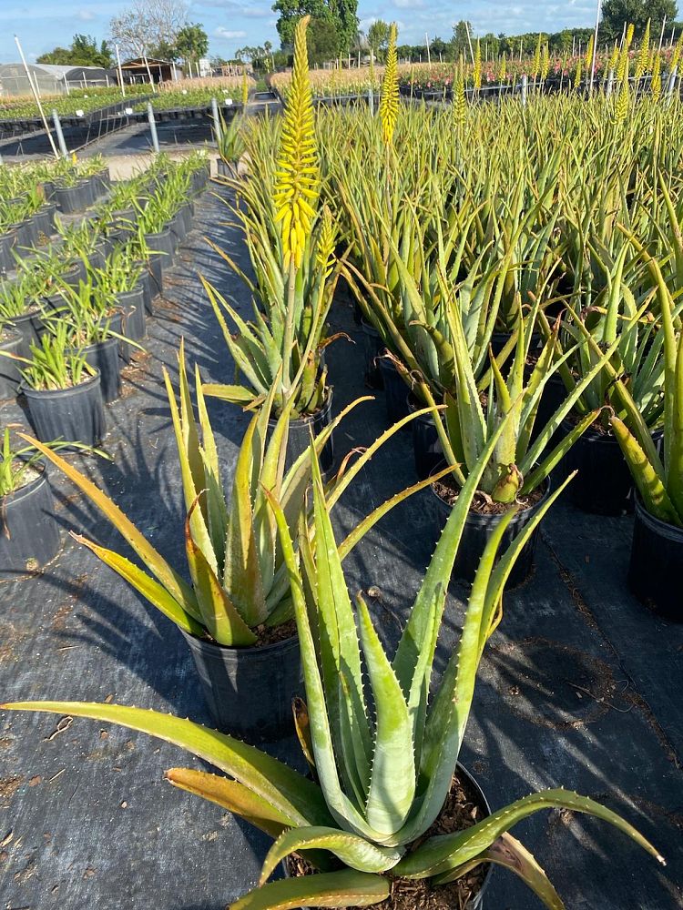 aloe-vera-medicinal-aloe