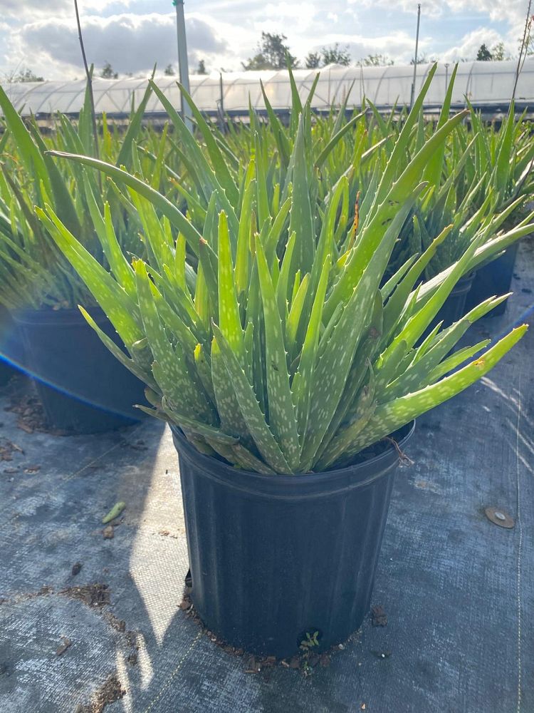 aloe-vera-medicinal-aloe