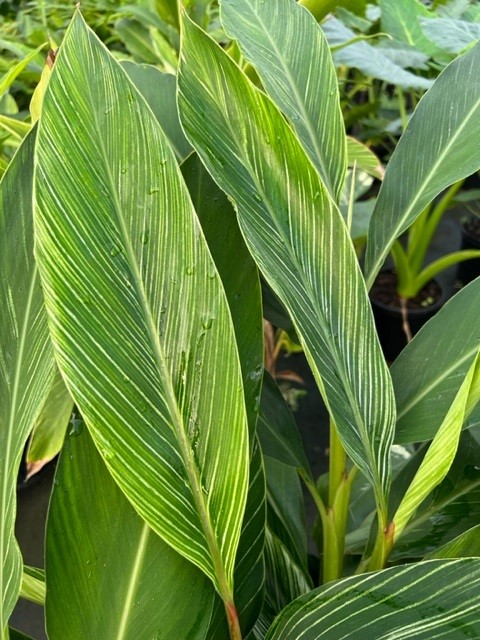 alpinia-formosana-pinstripe-ginger