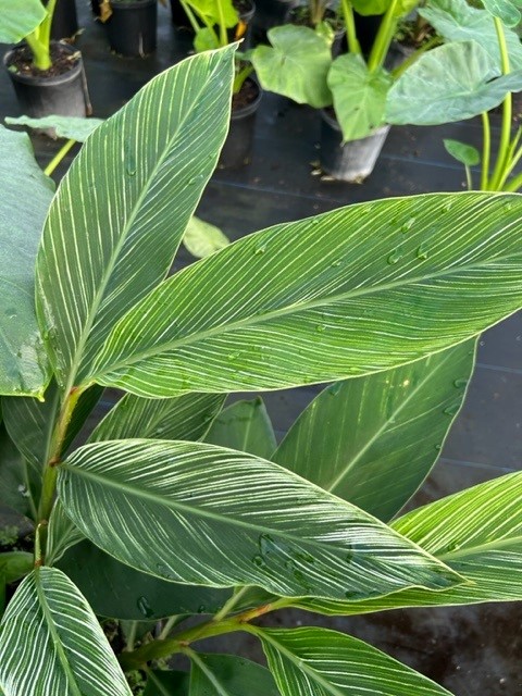 alpinia-formosana-pinstripe-ginger