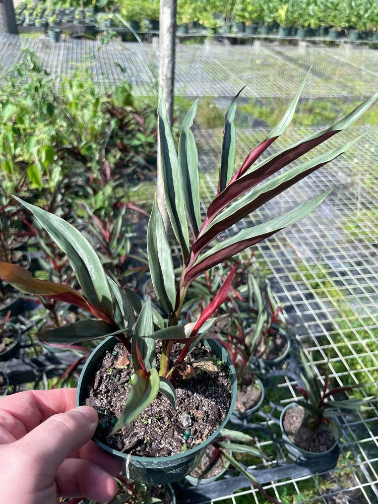 alpinia-luteocarpa-alpinia-aureocarpa-red-back-ginger-red-bamboo-ginger