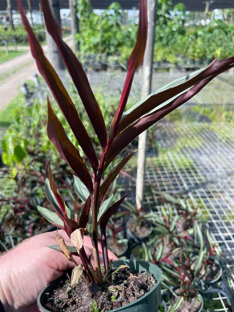 alpinia-luteocarpa-alpinia-aureocarpa-red-back-ginger-red-bamboo-ginger