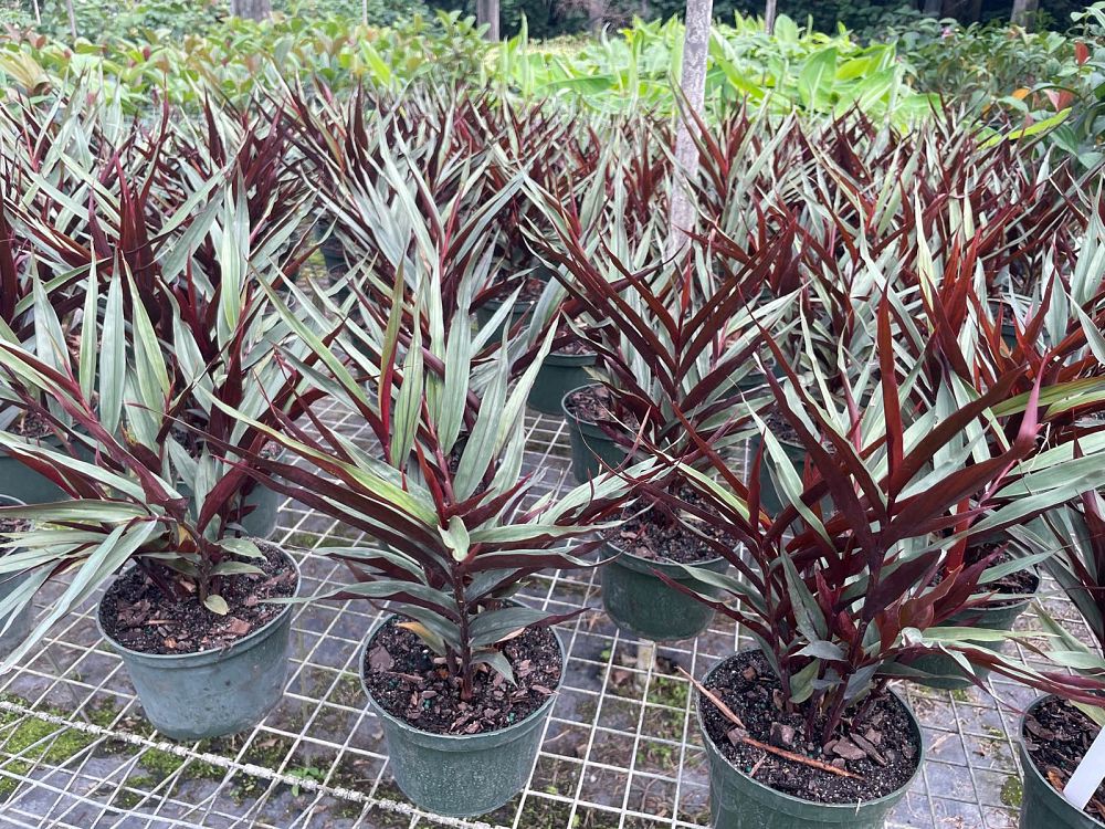 alpinia-luteocarpa-alpinia-aureocarpa-red-back-ginger-red-bamboo-ginger