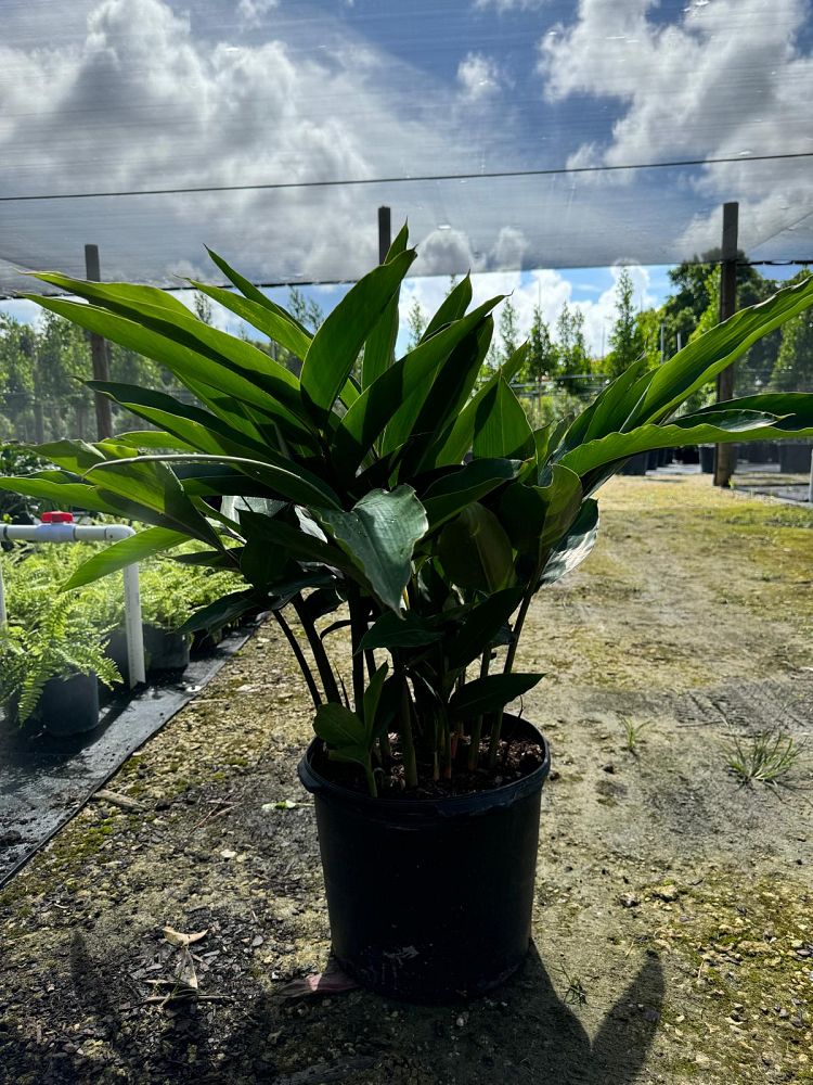 alpinia-zerumbet-shell-ginger-green