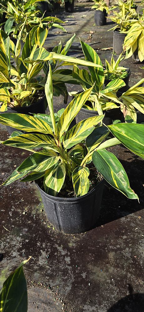 alpinia-zerumbet-variegata-shell-ginger-variegated