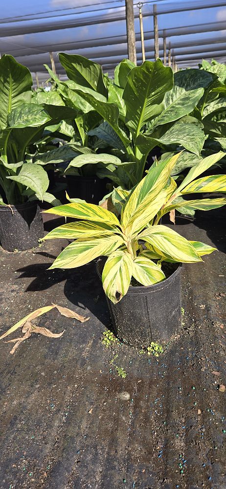 alpinia-zerumbet-variegata-shell-ginger-variegated