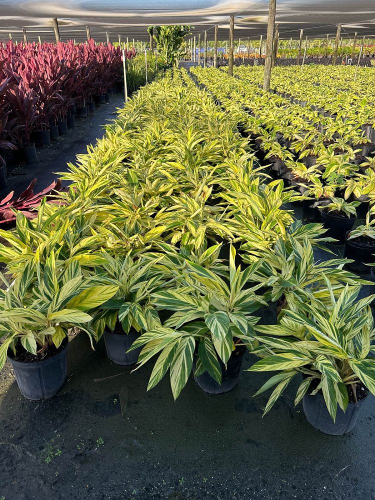 alpinia-zerumbet-variegata-shell-ginger-variegated