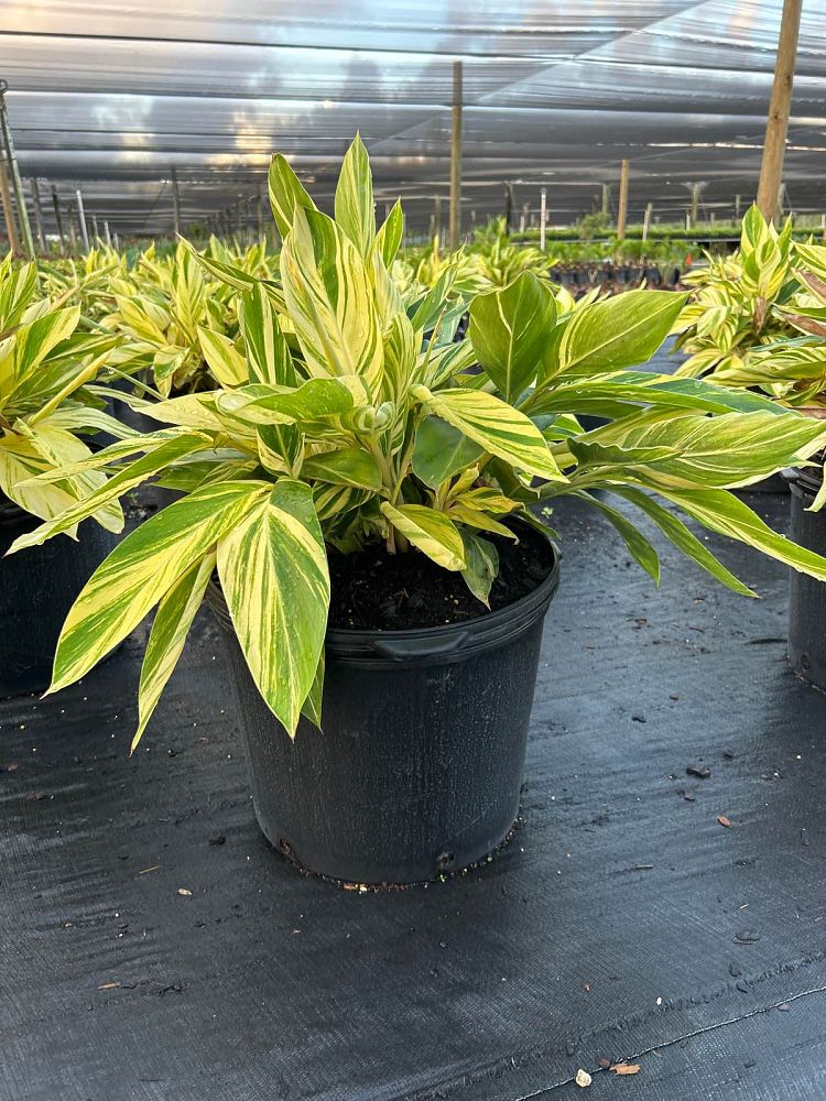 alpinia-zerumbet-variegata-shell-ginger-variegated