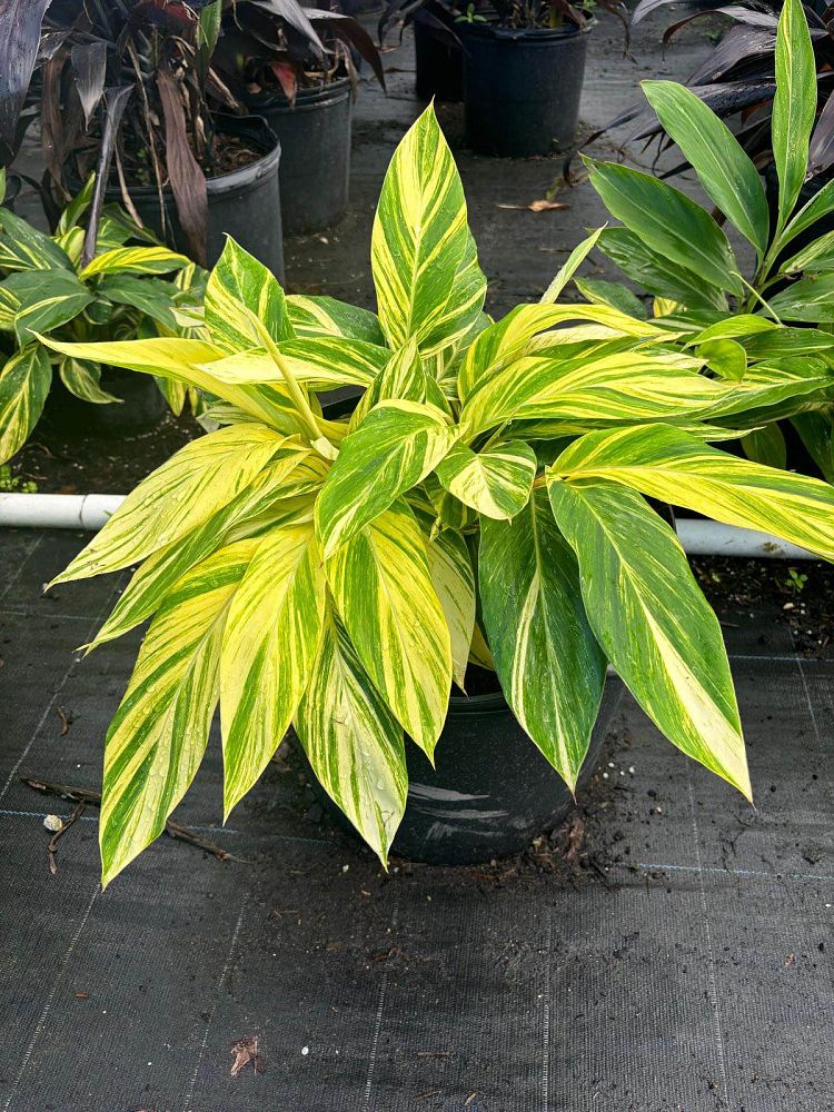 alpinia-zerumbet-variegata-shell-ginger-variegated