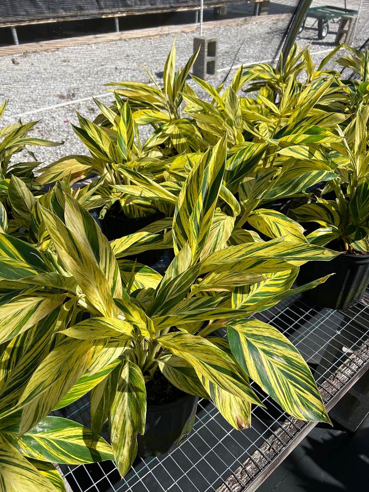 alpinia-zerumbet-variegata-shell-ginger-variegated