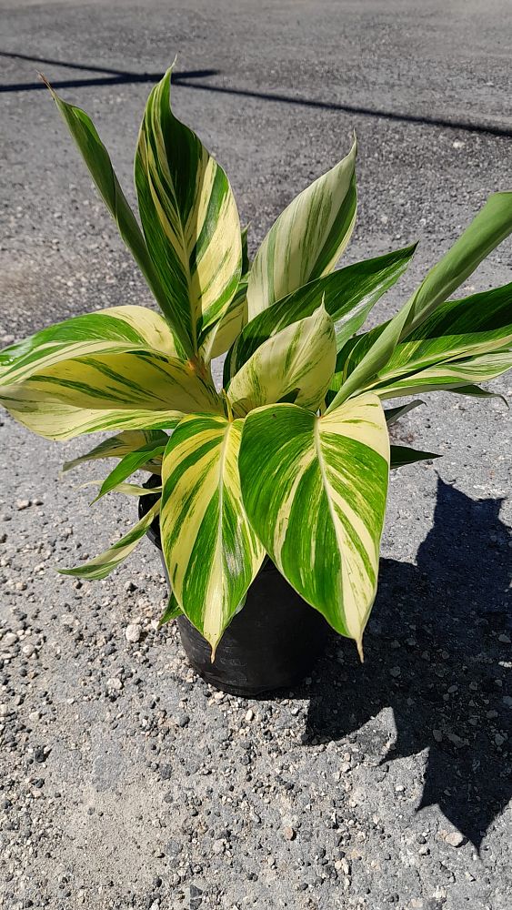 alpinia-zerumbet-variegata-shell-ginger-variegated