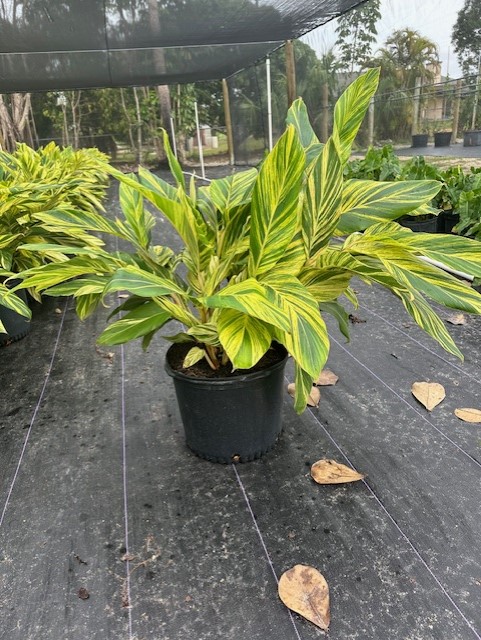 alpinia-zerumbet-variegata-shell-ginger-variegated