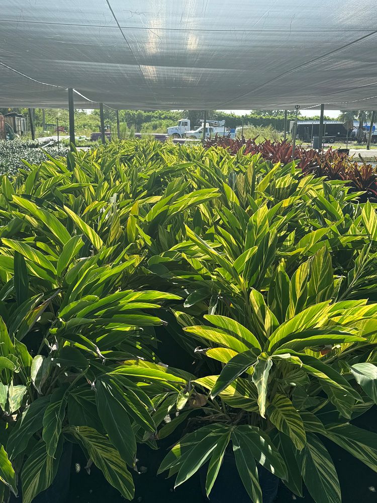 alpinia-zerumbet-variegata-shell-ginger-variegated