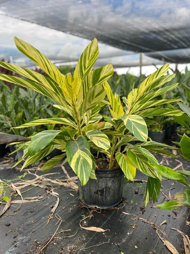 alpinia-zerumbet-variegata-shell-ginger-variegated