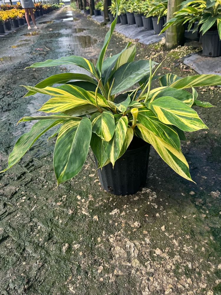 alpinia-zerumbet-variegata-shell-ginger-variegated