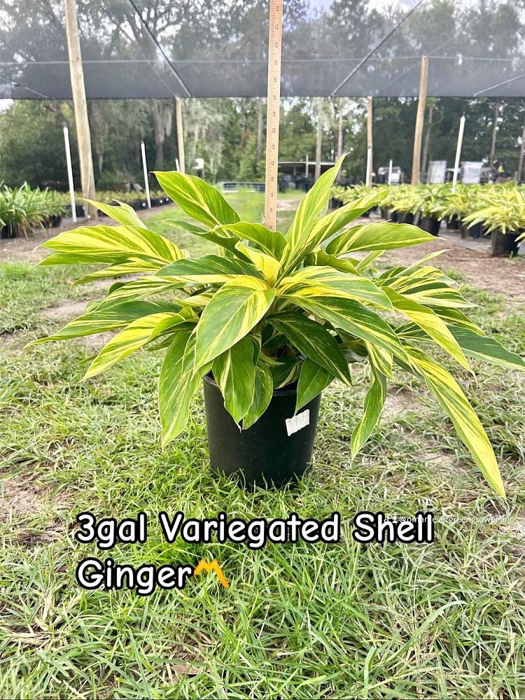 alpinia-zerumbet-variegata-shell-ginger-variegated