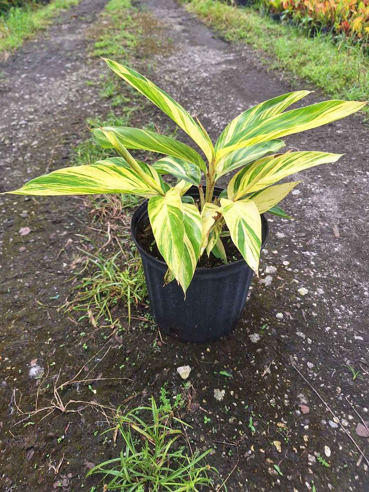 alpinia-zerumbet-variegata-shell-ginger-variegated