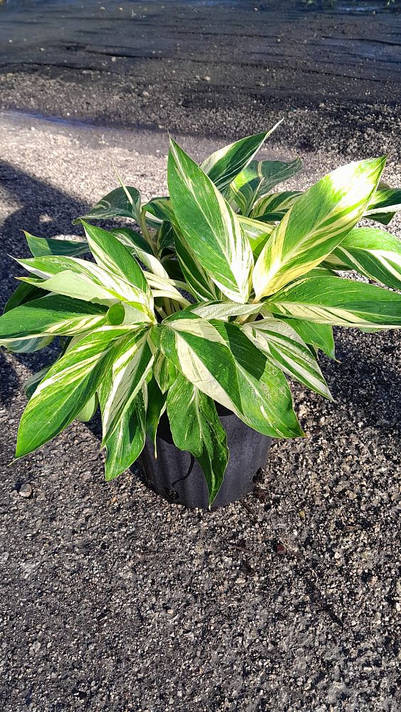 alpinia-zerumbet-variegata-shell-ginger-variegated