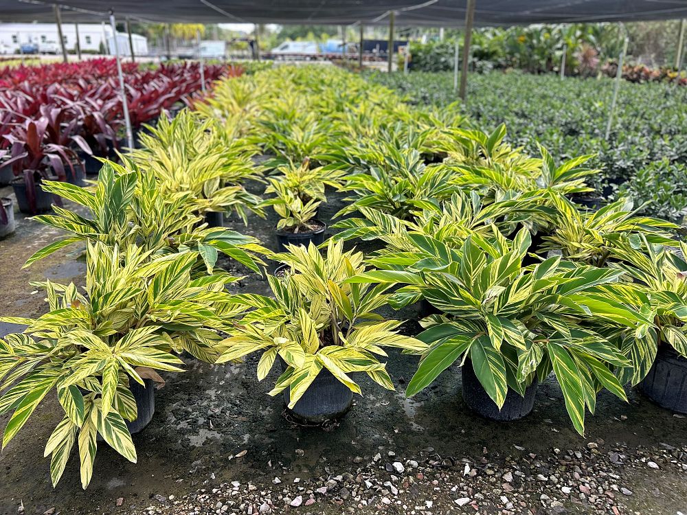 alpinia-zerumbet-variegata-shell-ginger-variegated