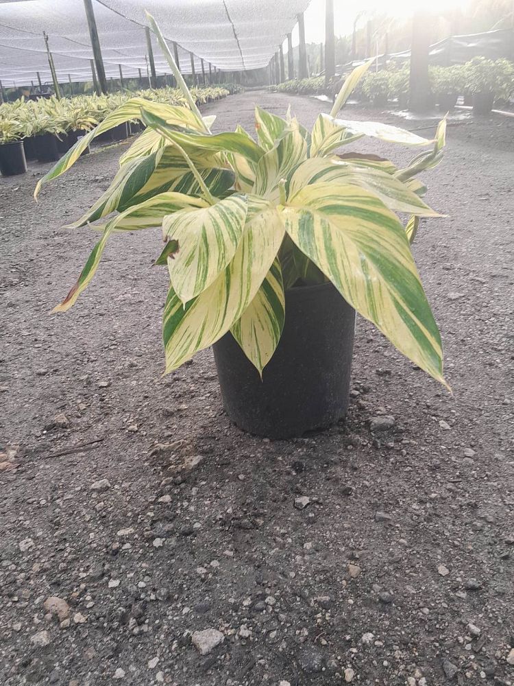 alpinia-zerumbet-variegata-shell-ginger-variegated