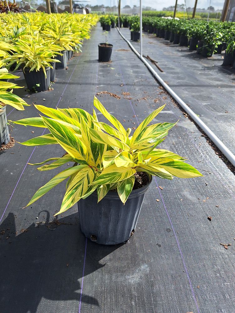 alpinia-zerumbet-variegata-shell-ginger-variegated