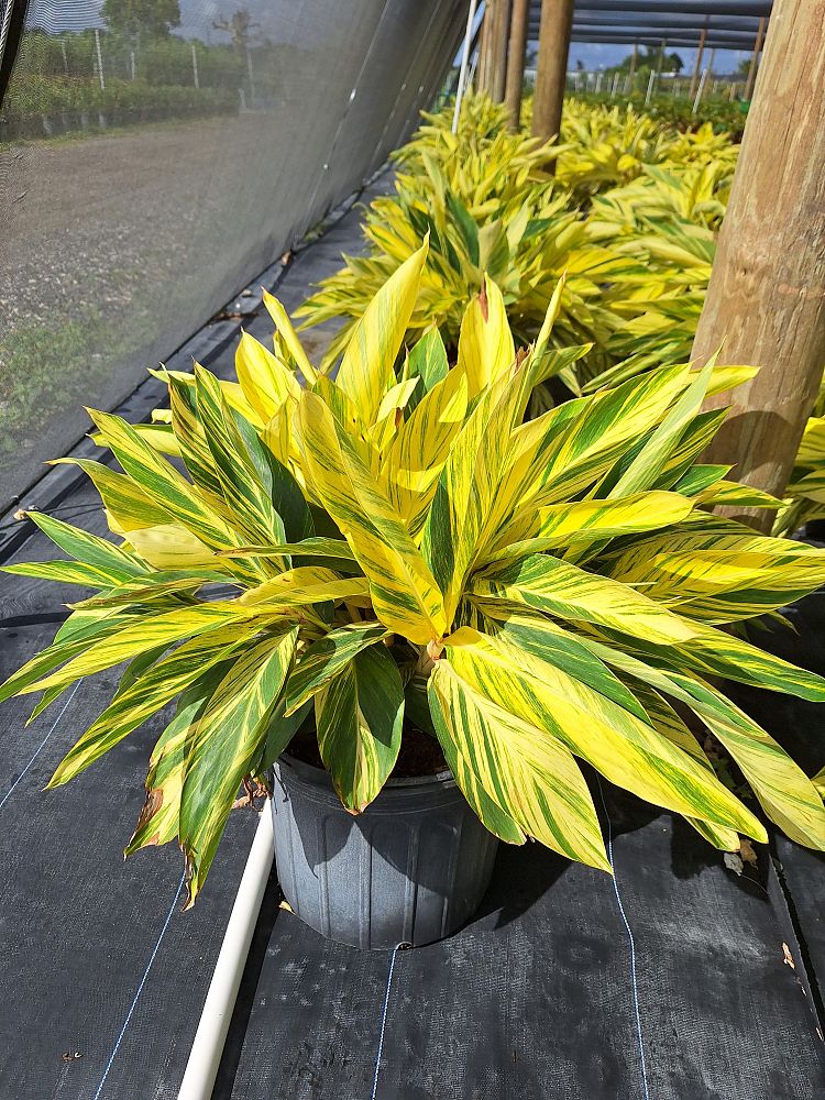 alpinia-zerumbet-variegata-shell-ginger-variegated