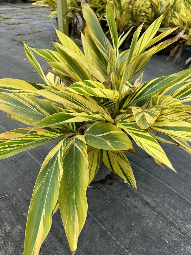 alpinia-zerumbet-variegata-shell-ginger-variegated