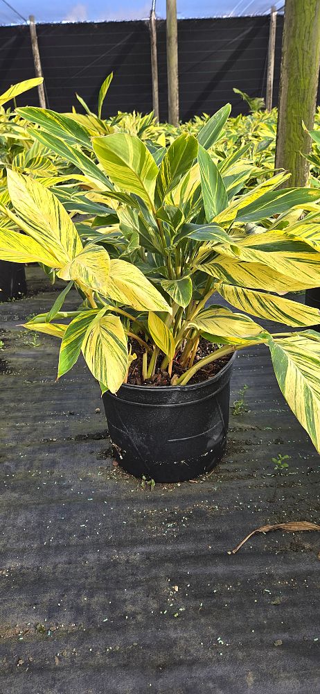 alpinia-zerumbet-variegata-shell-ginger-variegated