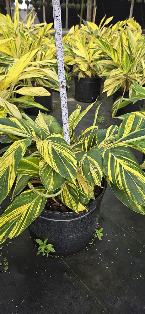 alpinia-zerumbet-variegata-shell-ginger-variegated