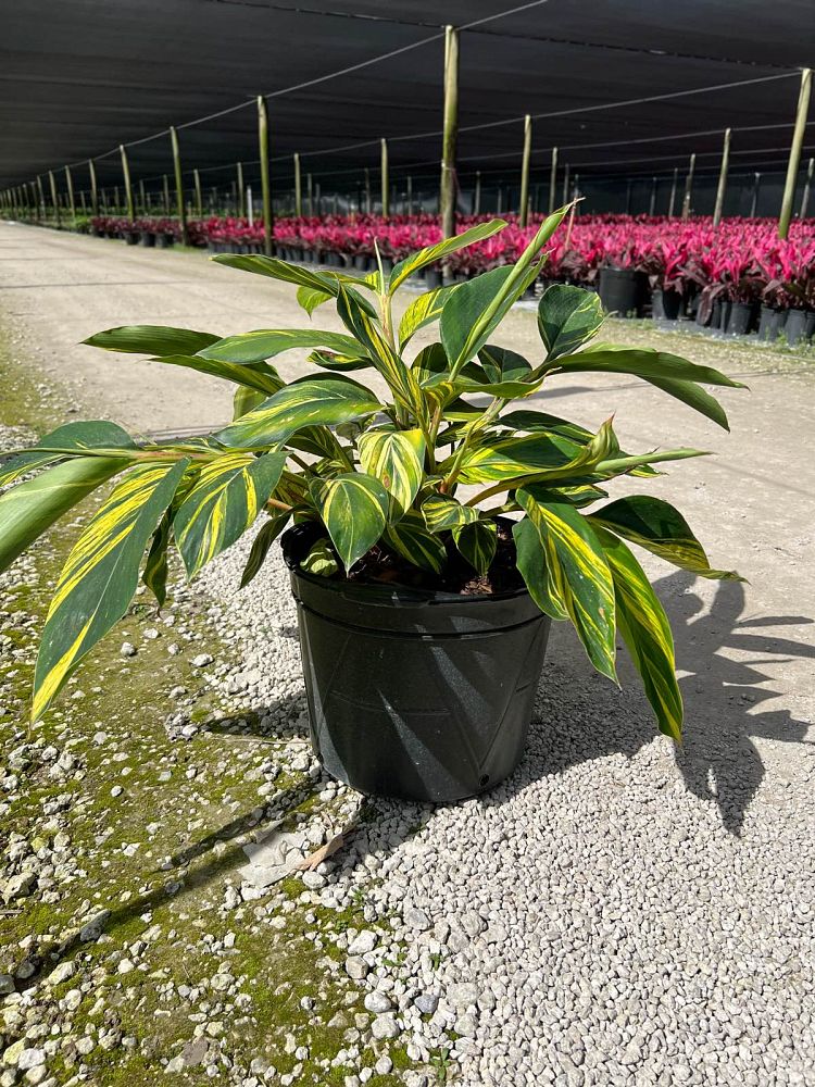 alpinia-zerumbet-variegata-shell-ginger-variegated