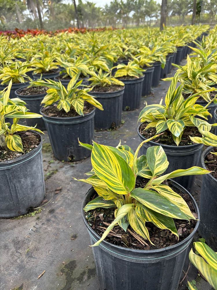 alpinia-zerumbet-variegata-shell-ginger-variegated