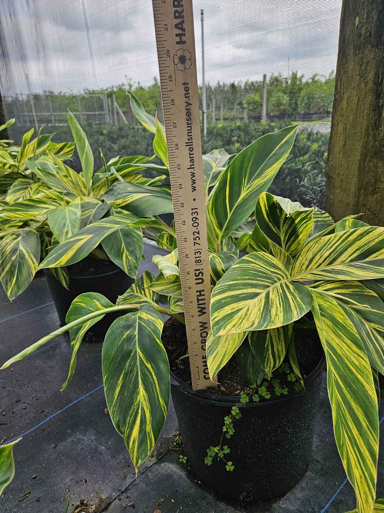 alpinia-zerumbet-variegata-shell-ginger-variegated